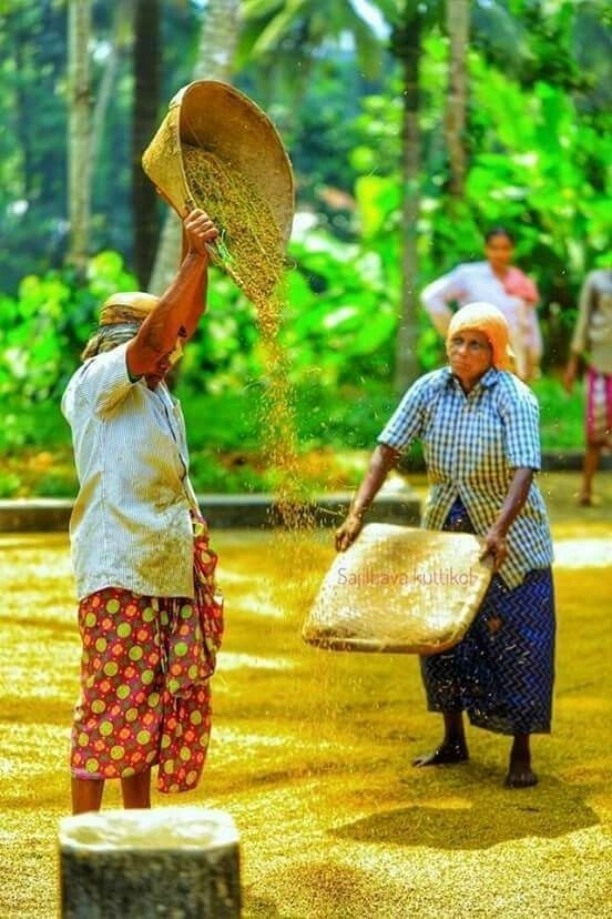 Cultivation